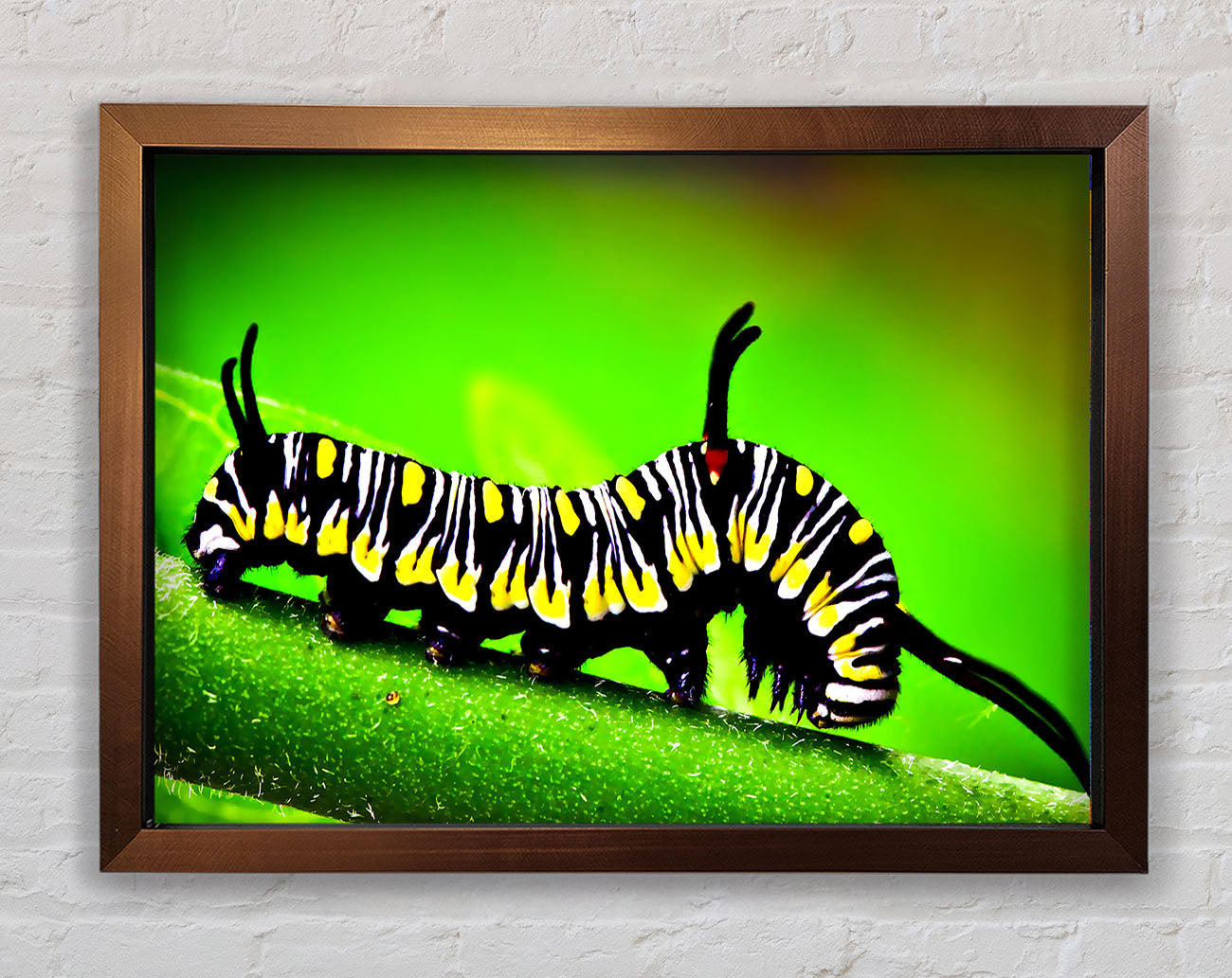 Caterpillar Macro Framed Wall Art