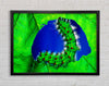 Caterpiller Delight Framed Wall Art