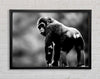 Cheeky Monkey Framed Wall Art