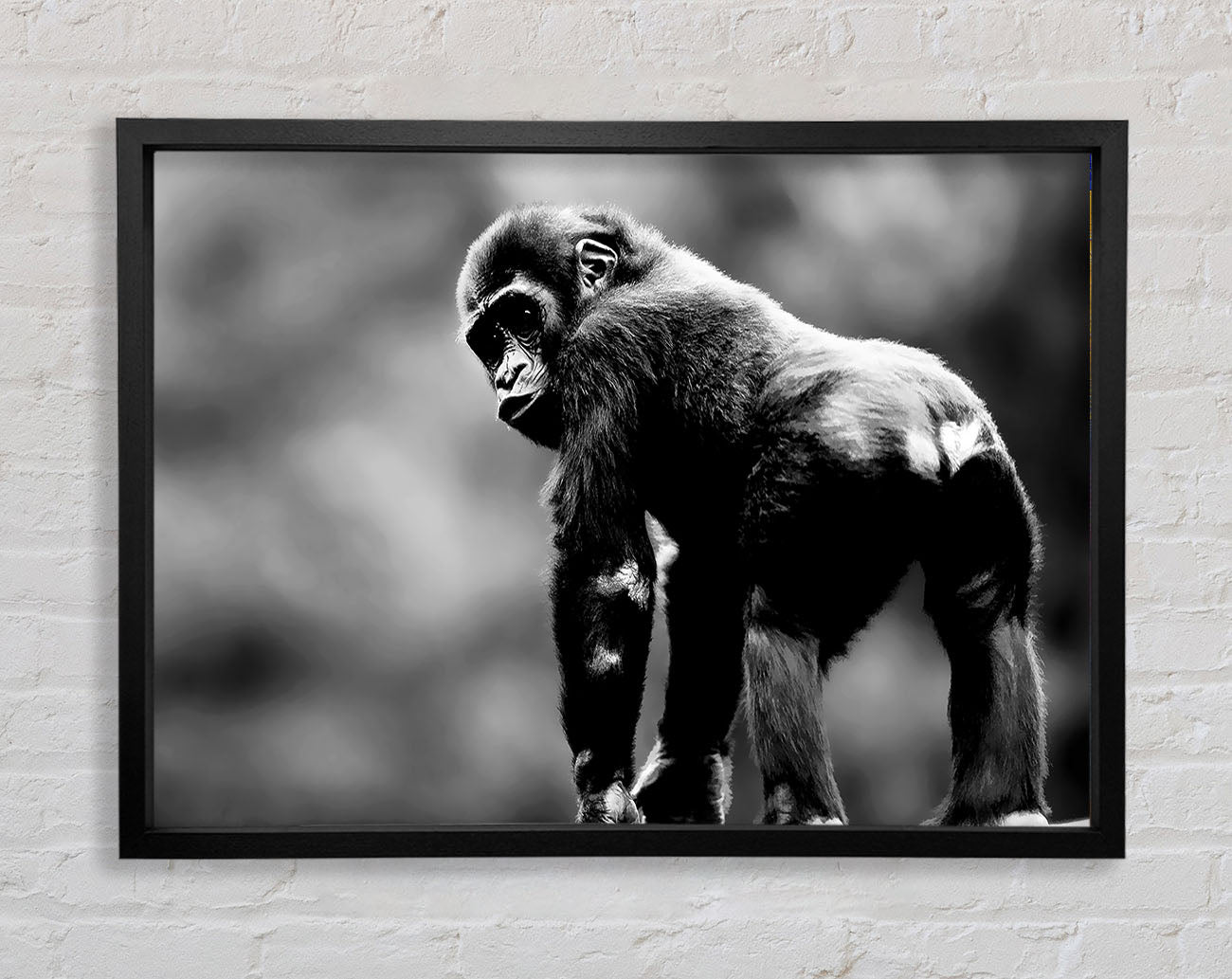 Cheeky Monkey Framed Wall Art