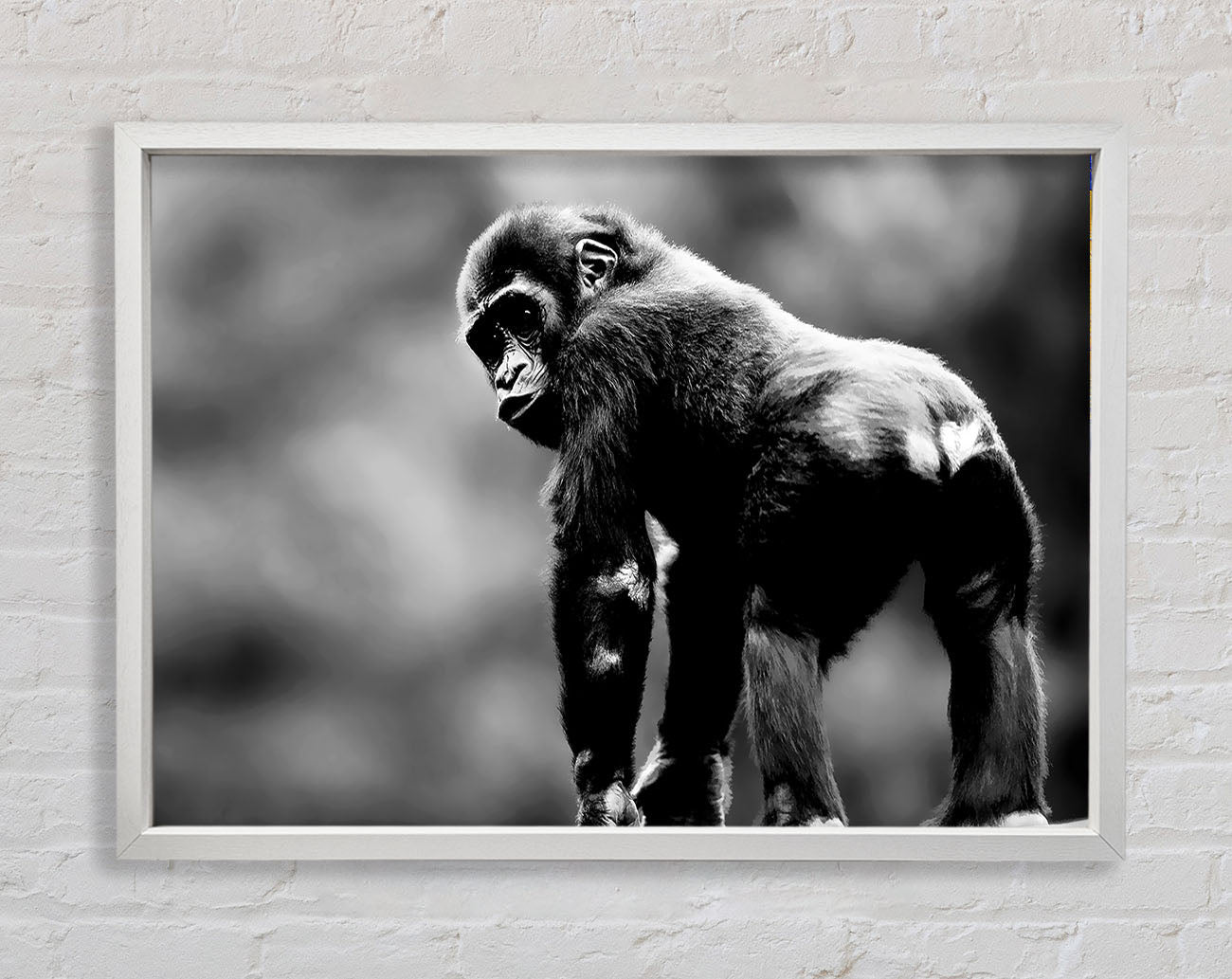 Cheeky Monkey Framed Wall Art