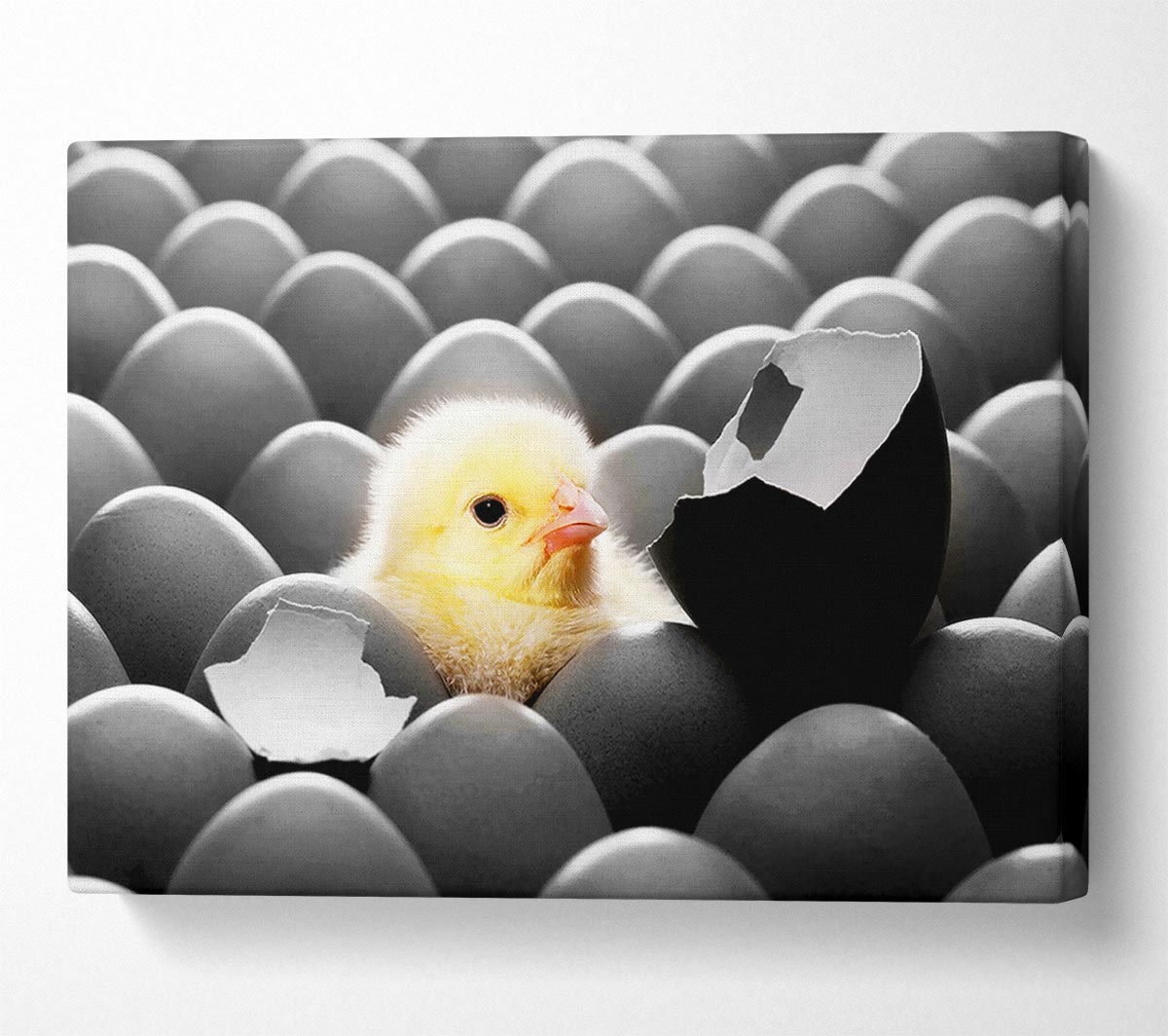 Chick Hatching Canvas Wall Art