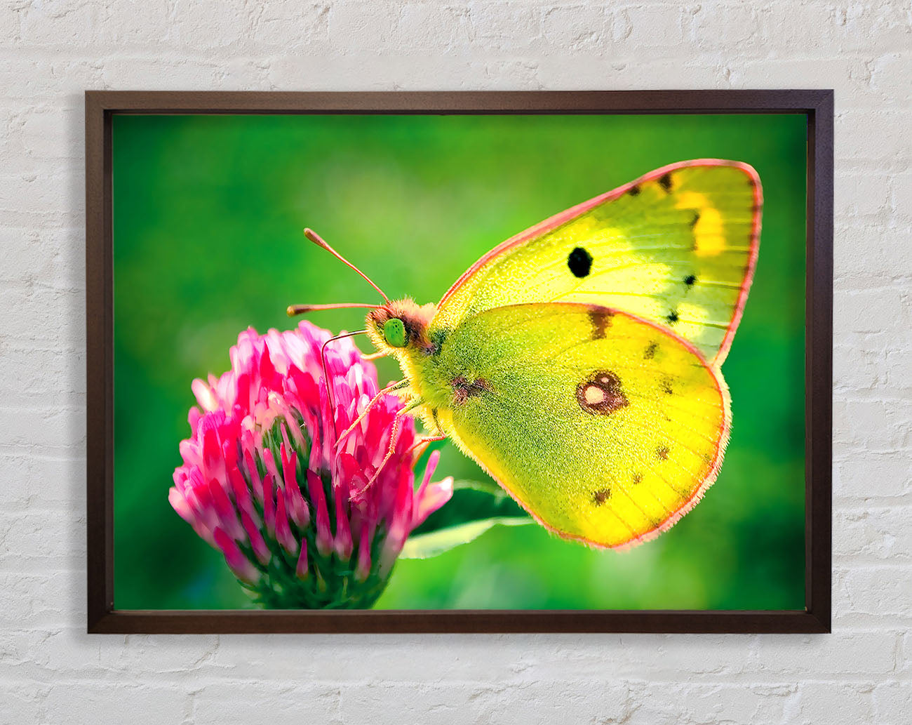 Colias Hyale Butterfly Framed Wall Art