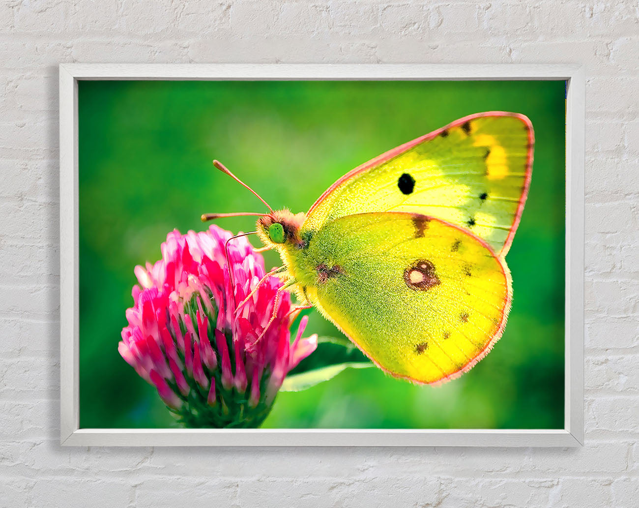 Colias Hyale Butterfly Framed Wall Art