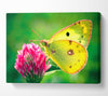 Colias Hyale Butterfly Canvas Wall Art