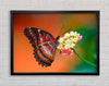 Colourful Butterfly Rests Framed Wall Art