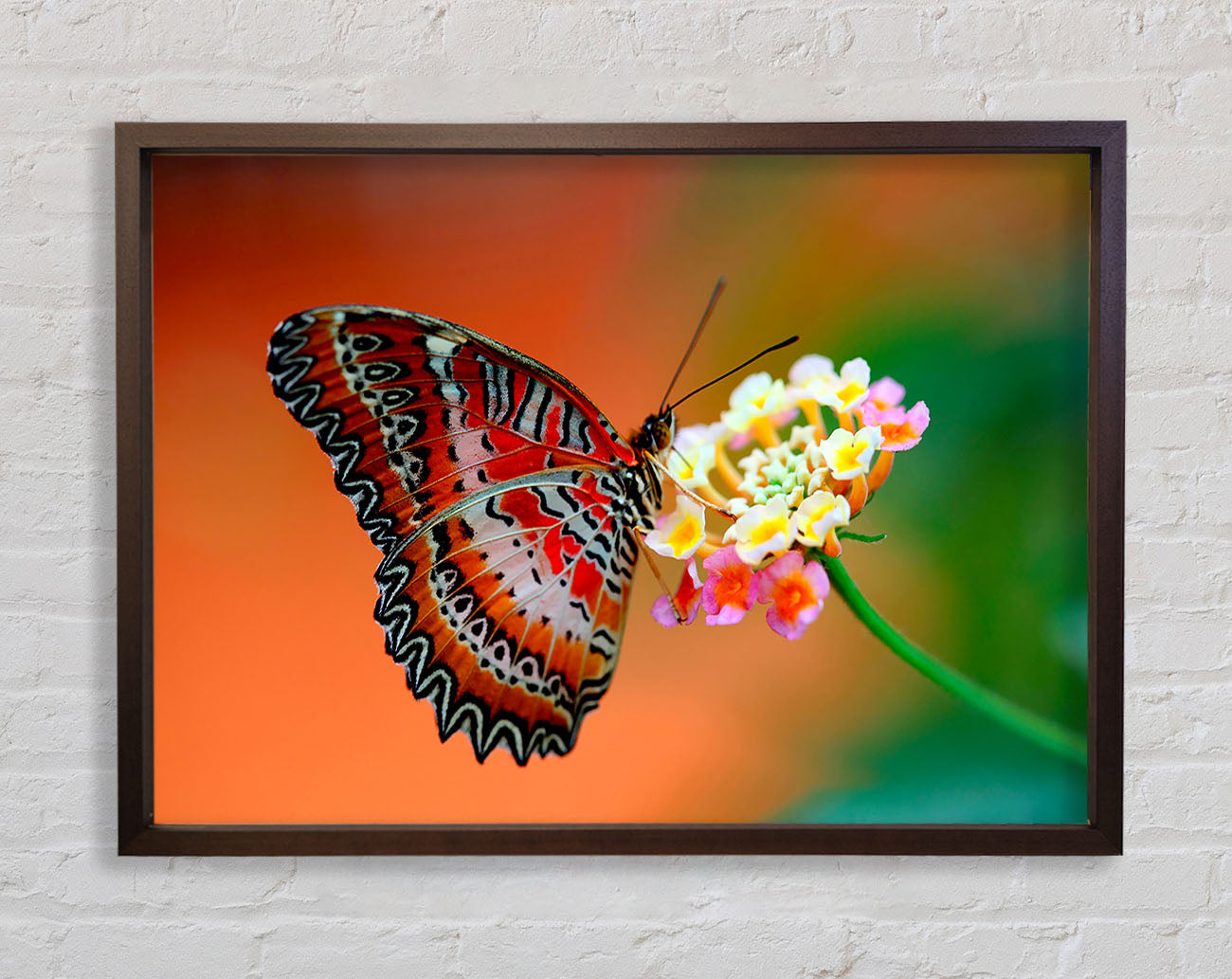 Colourful Butterfly Rests Framed Wall Art