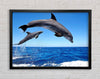 Common Bottlenose Dolphins Framed Wall Art