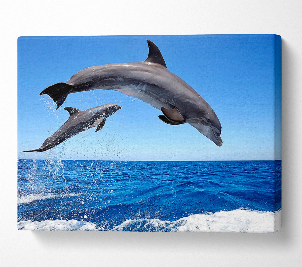 Common Bottlenose Dolphins Canvas Wall Art