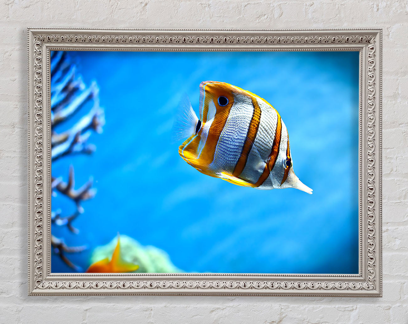 Copperband Butterfly Fish Framed Wall Art