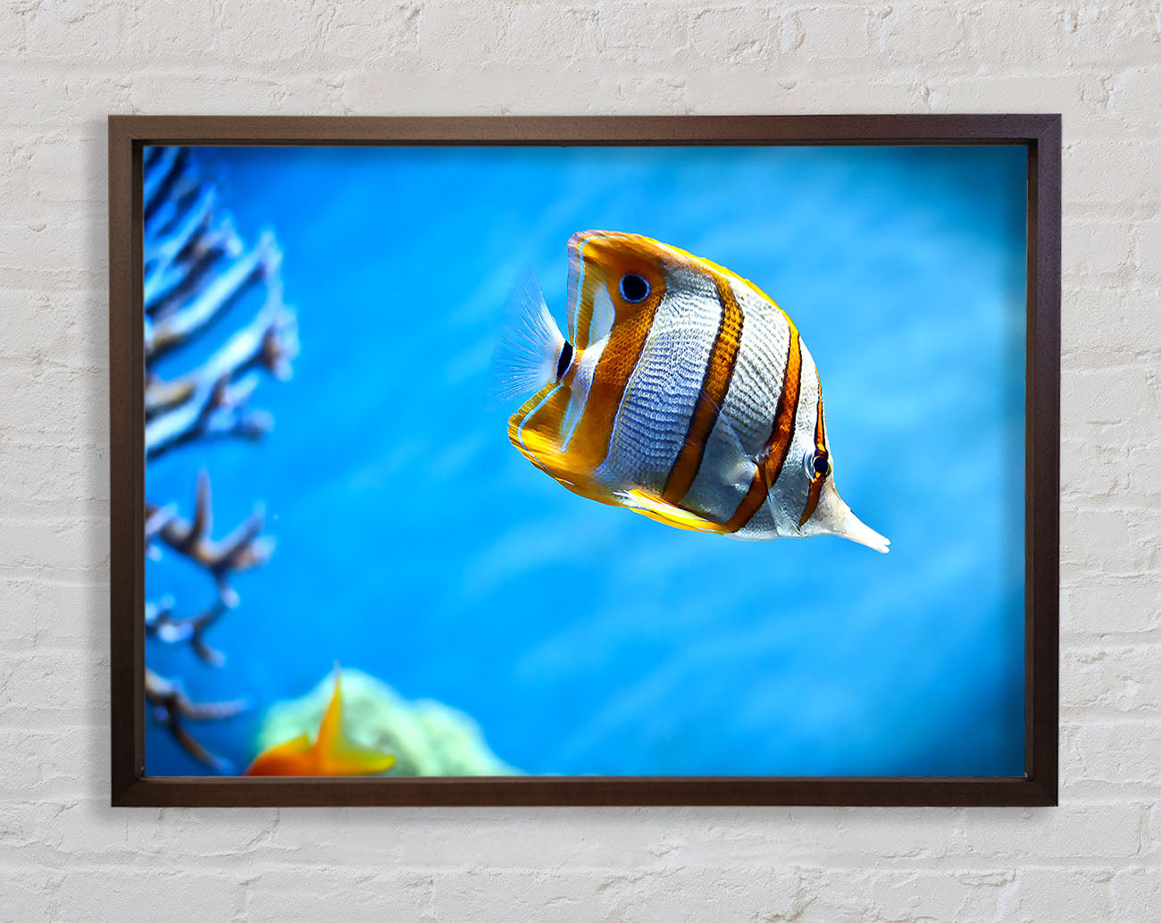 Copperband Butterfly Fish Framed Wall Art