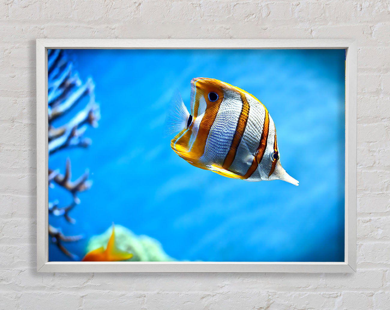 Copperband Butterfly Fish Framed Wall Art