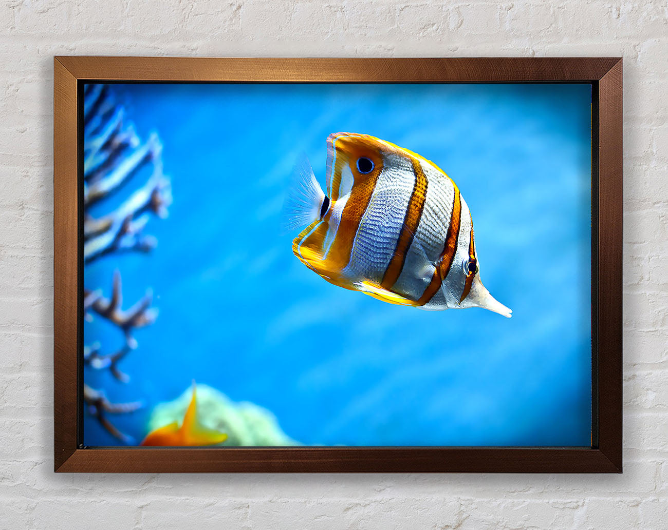 Copperband Butterfly Fish Framed Wall Art