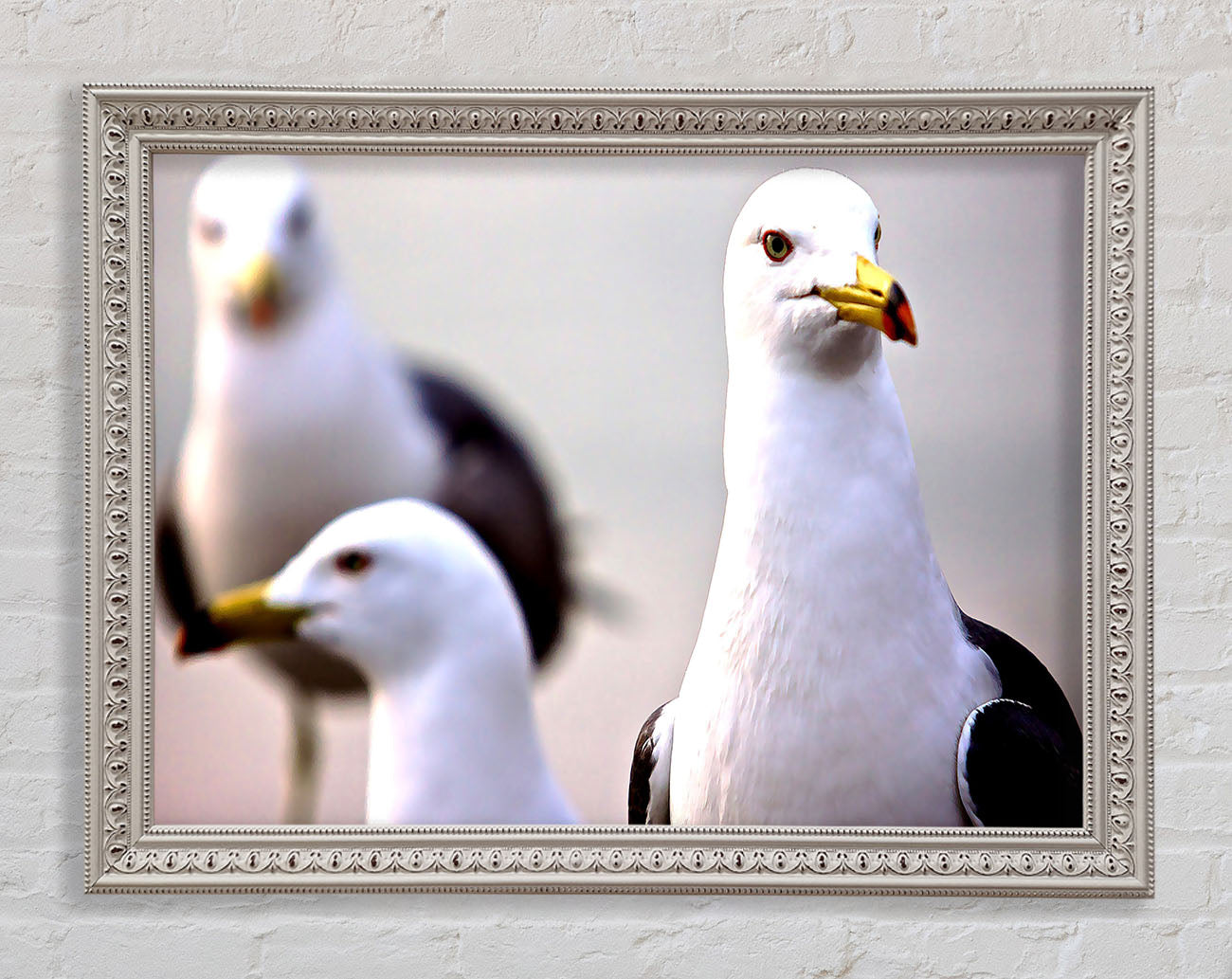Curious Seagull Framed Wall Art
