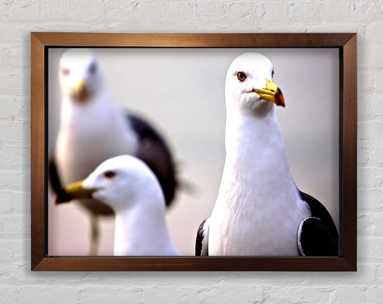 Curious Seagull Framed Wall Art
