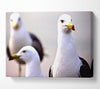 Curious Seagull Canvas Wall Art
