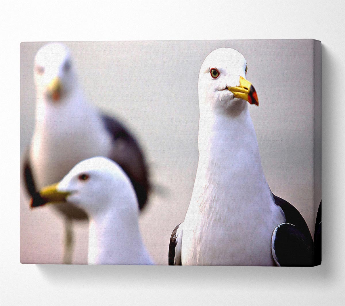 Curious Seagull Canvas Wall Art