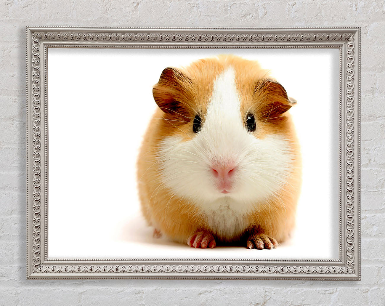 Cute Guinea Pig Framed Wall Art