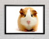 Cute Guinea Pig Framed Wall Art