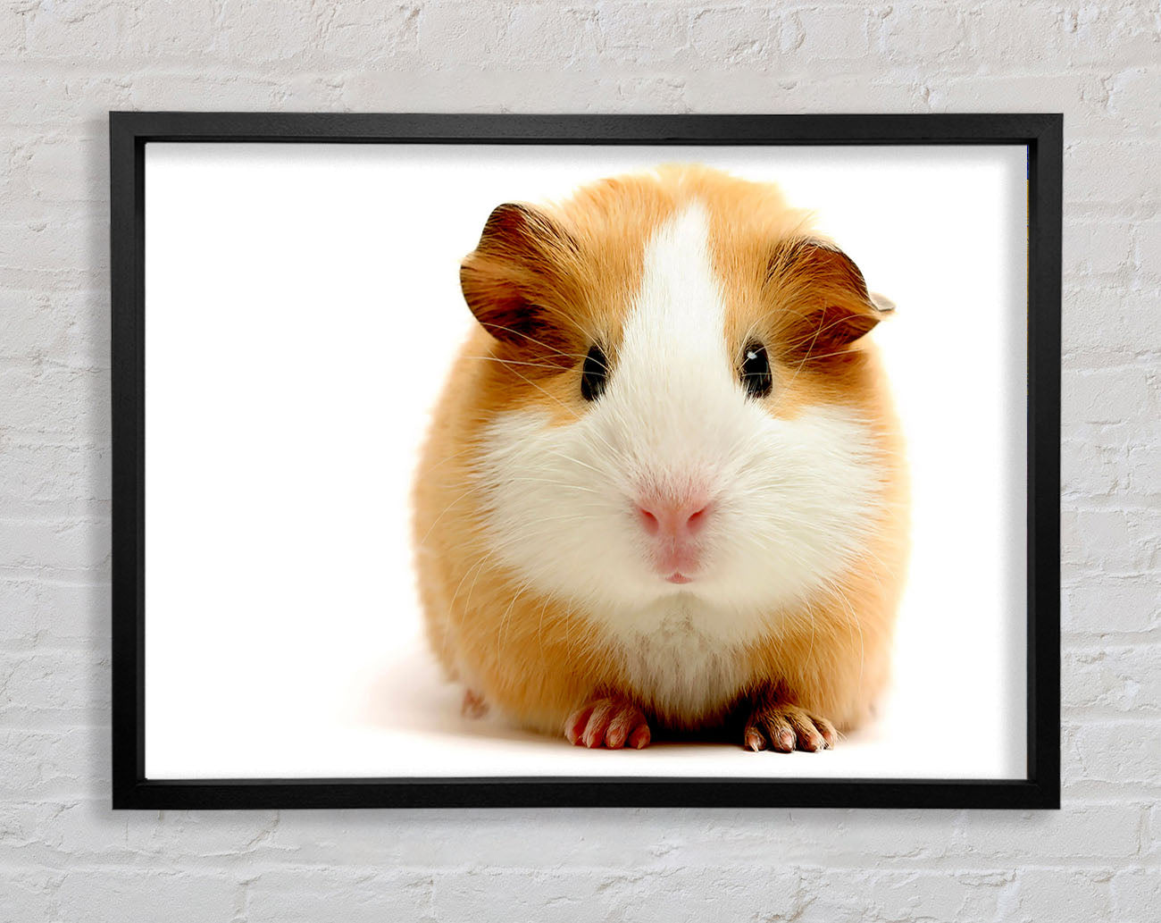 Cute Guinea Pig Framed Wall Art