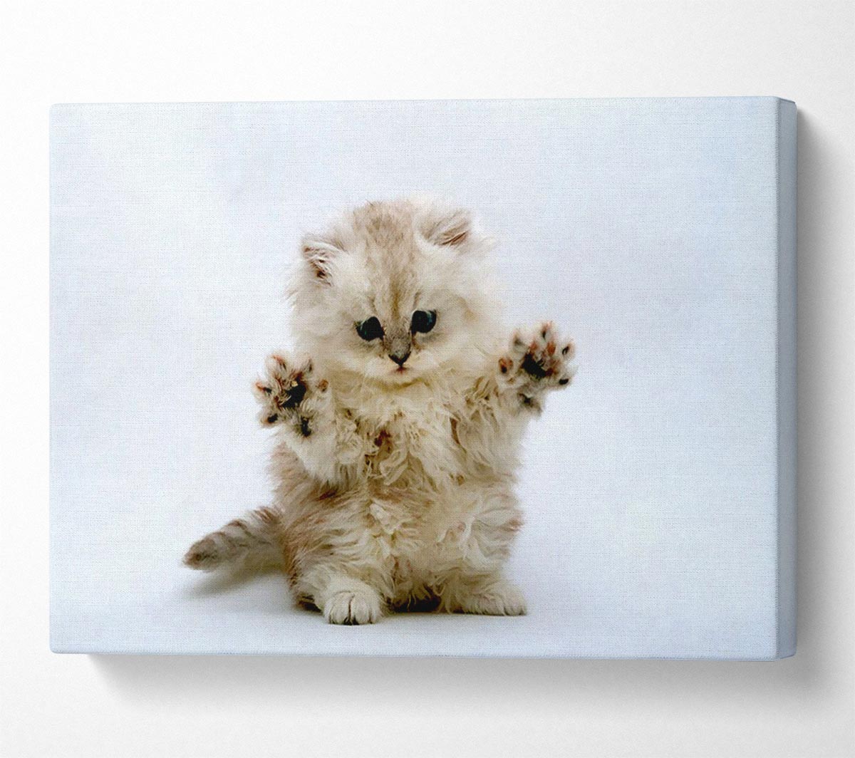 Cute Kitten Paws Canvas Wall Art