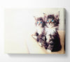 Cute Kittens Canvas Wall Art
