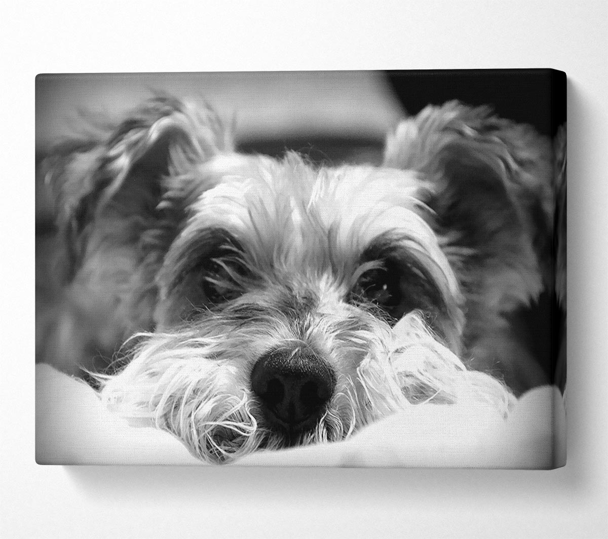Dog B n W Canvas Wall Art