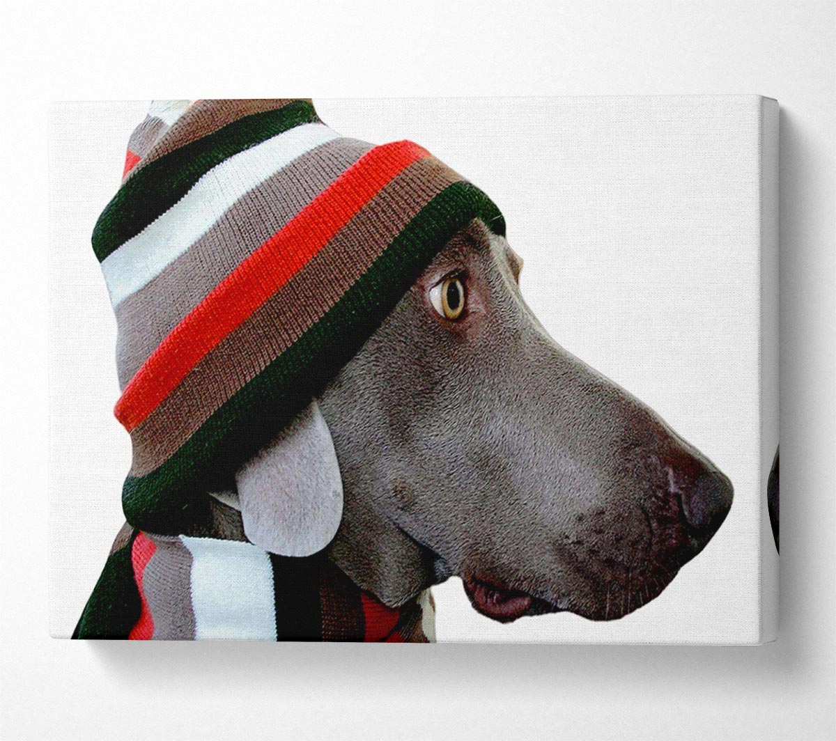 Dog Funny Hat Canvas Wall Art