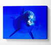 Dolphins Curiosity Canvas Wall Art