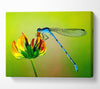 Dragonfly Beauty Canvas Wall Art