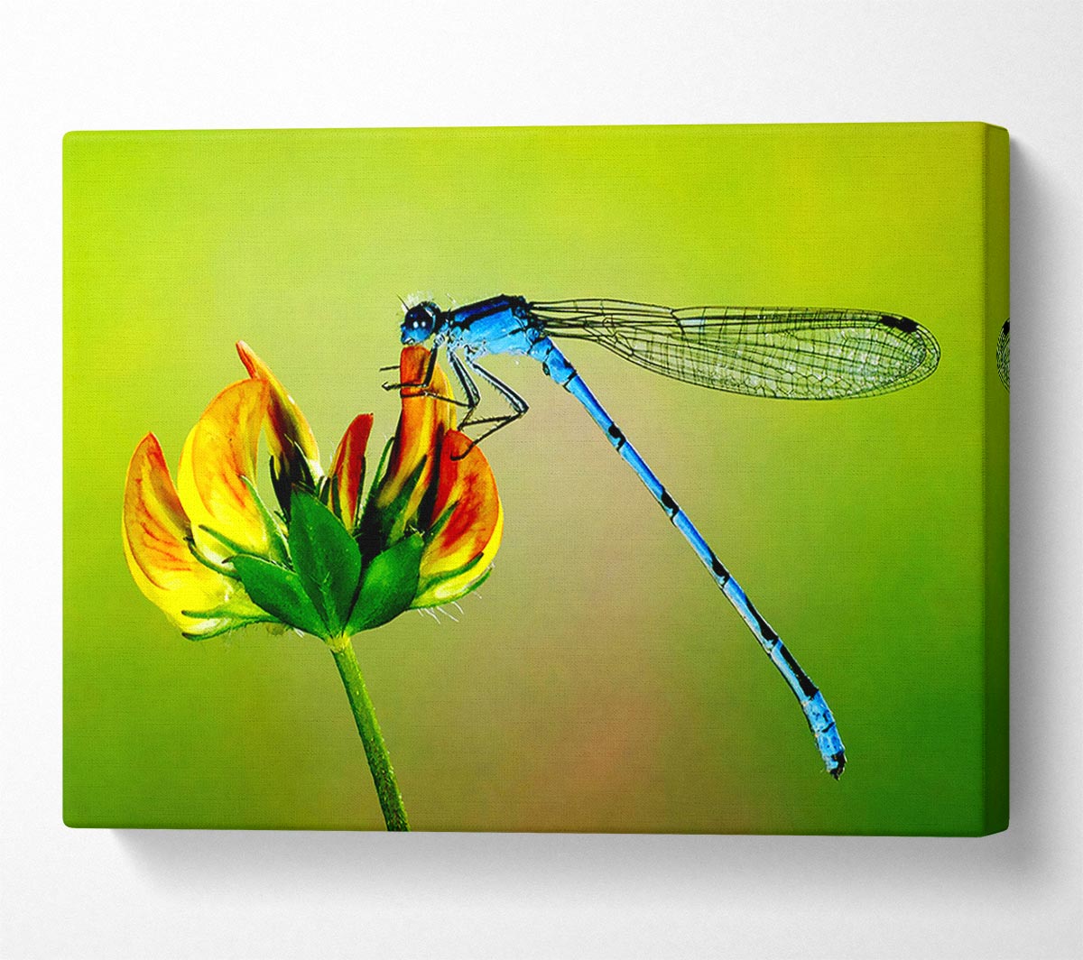 Dragonfly Beauty Canvas Wall Art