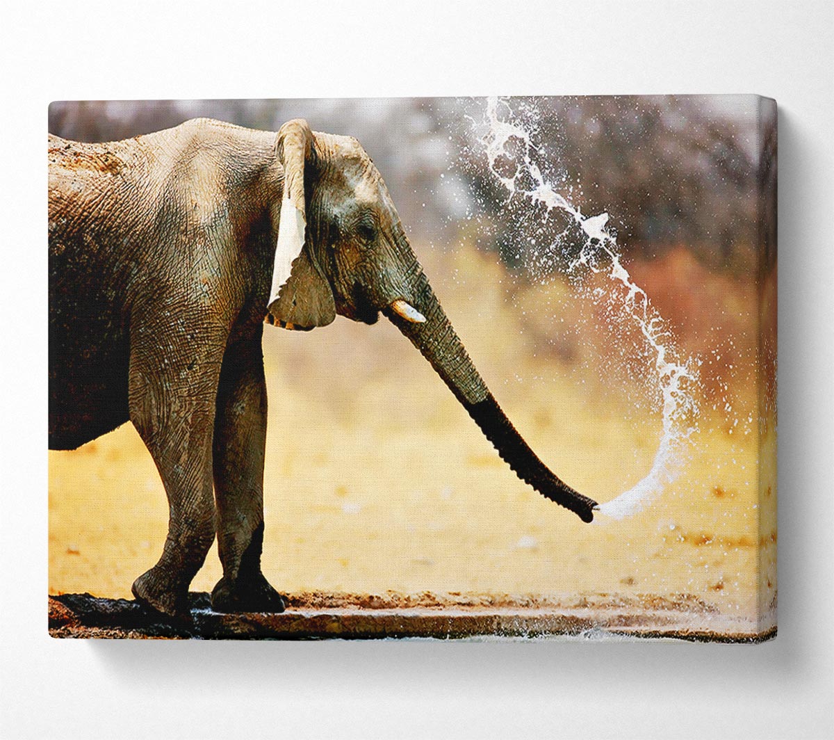 Elephant Bath Canvas Wall Art
