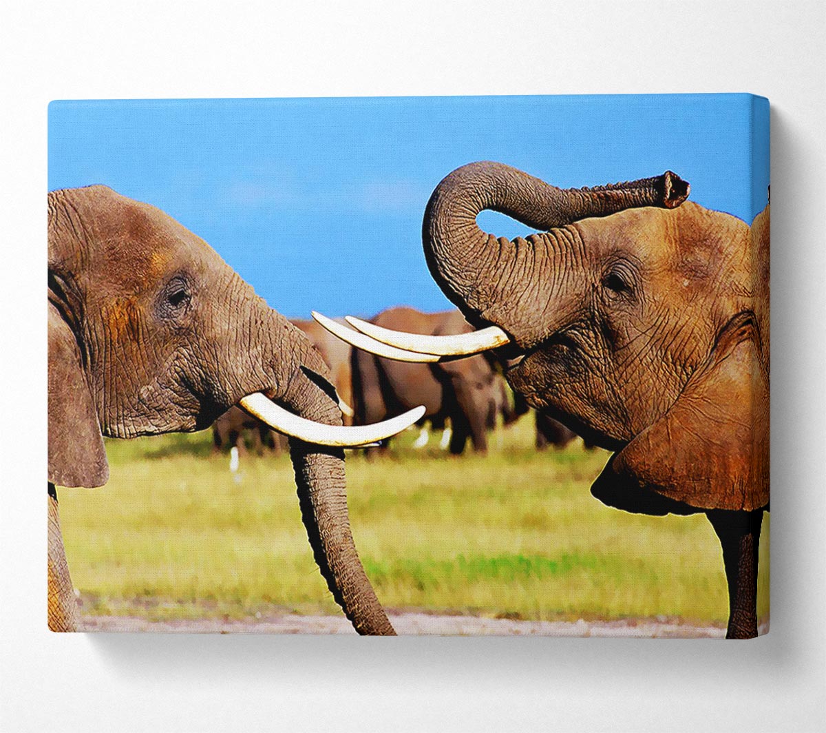 Elephant Chat Canvas Wall Art