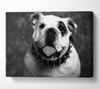 English Bulldog Canvas Wall Art