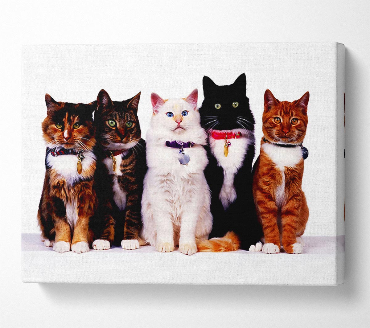 Family Of Cats Canvas Wall Art