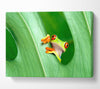 Frog Canvas Wall Art