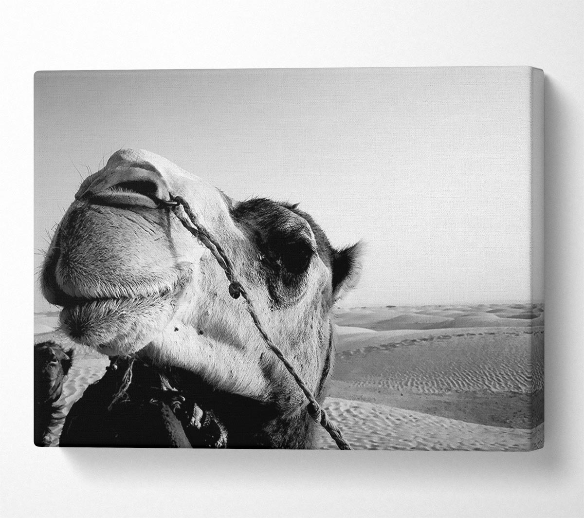 Heres Looking At You Camel Canvas Wall Art