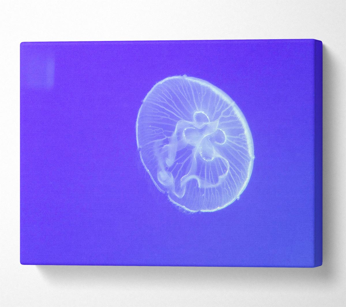 Horniman Jellyfish Canvas Wall Art