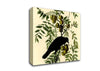Audubon American Crow Plate 156 Canvas Wall Art