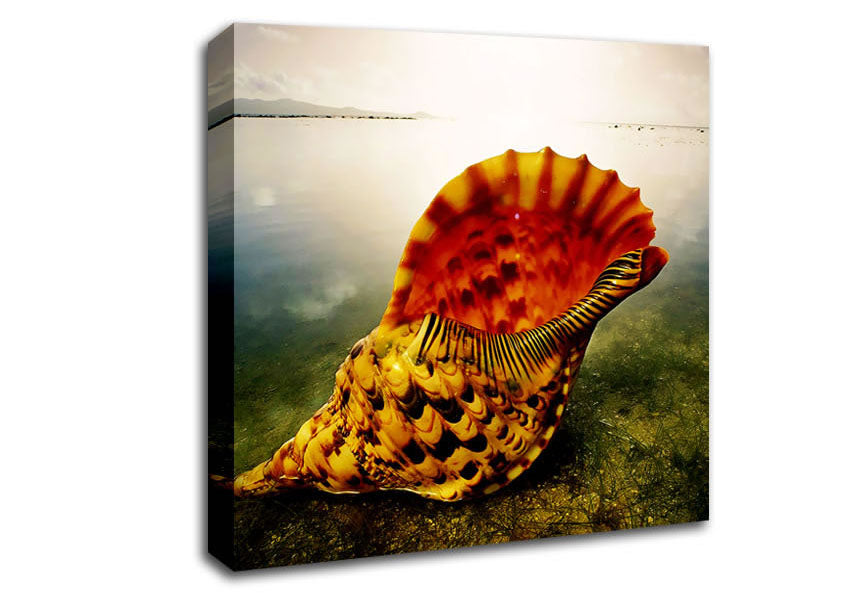 Ocean Shell Canvas Wall Art