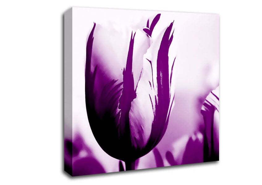 Gem Of A Tulip Purple Canvas Wall Art