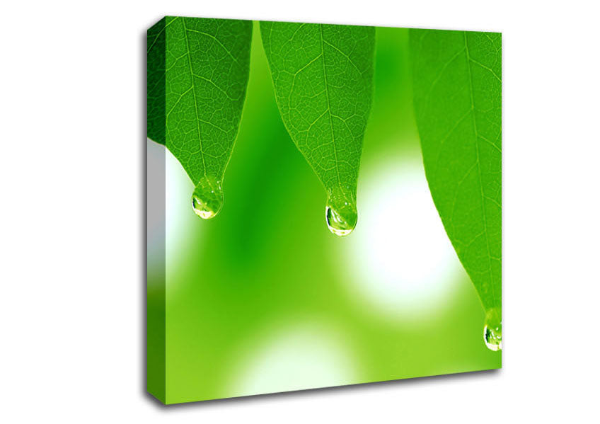 Tree Leaves With Dew Canvas Wall Art