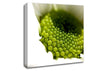 Macro Centre Of A Daisy Canvas Wall Art