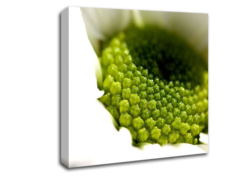Macro Centre Of A Daisy Canvas Wall Art