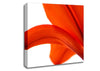 Lily On White Background Canvas Wall Art