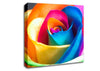 Rainbow Rose Canvas Wall Art