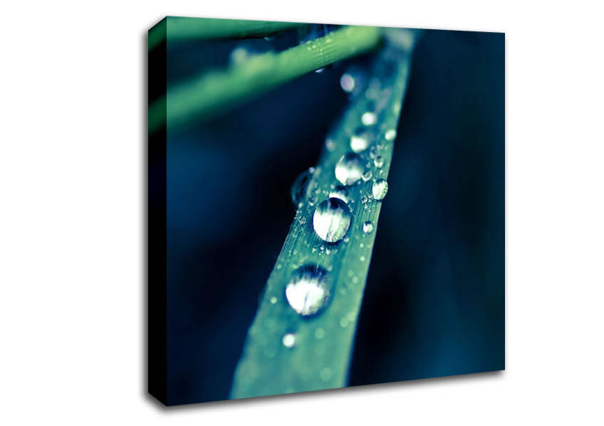 Grass Dew Macro Canvas Wall Art