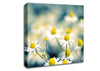 Chamomile Flowers Macro Canvas Wall Art