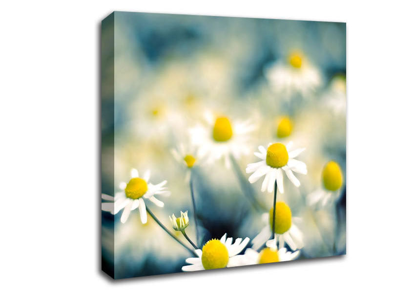 Chamomile Flowers Macro Canvas Wall Art