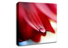 Drop On Flower Petal Canvas Wall Art